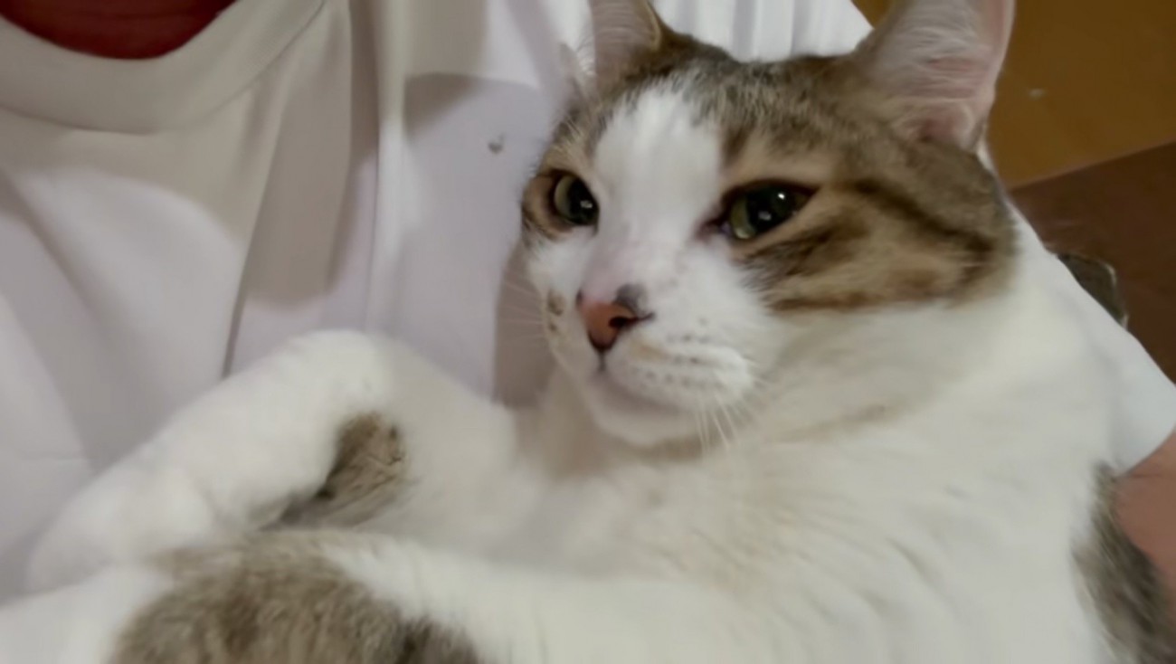 お目々がうるうるのコトくん