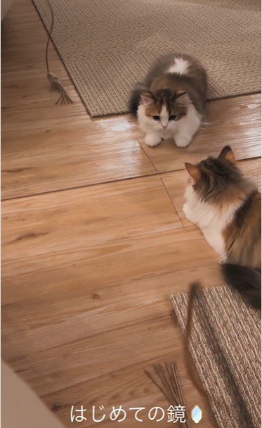 鏡の前に座っている子猫