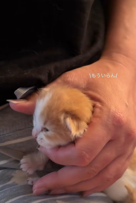 ミルクを飲み終わったあとの子猫
