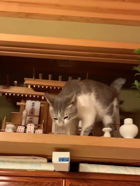 神棚の水を飲む猫