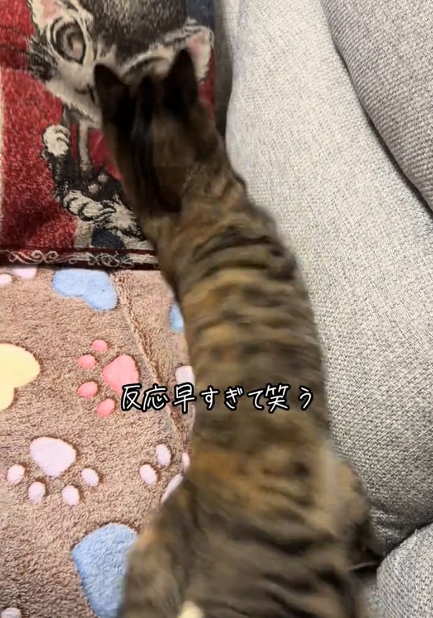 動き出す猫