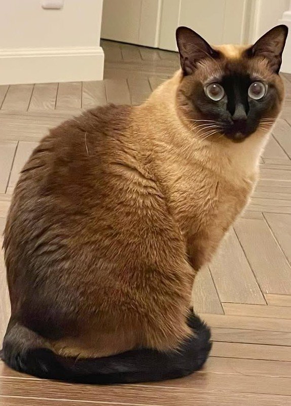 おすわりするこげ茶色の猫