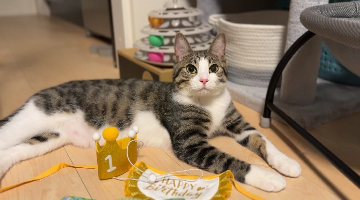 横になる猫
