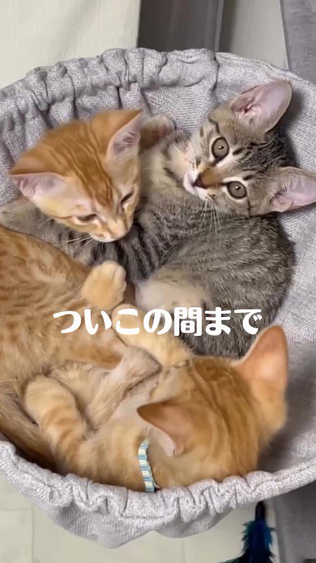 ハンモックに集まる3頭の子猫