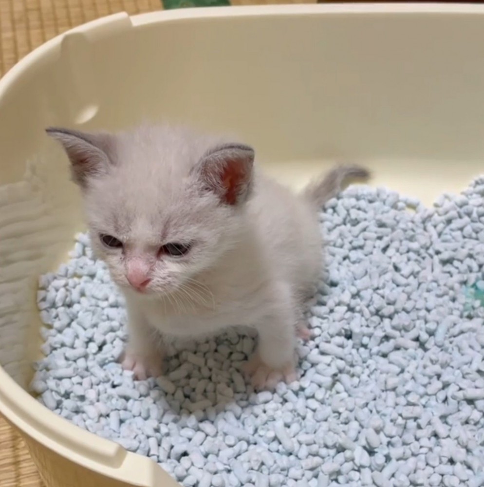 トイレの中で真剣な顔をする子猫