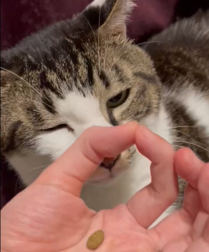 輪っかを見つめる猫