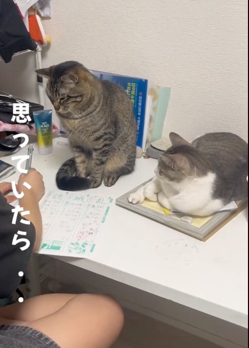 覗く猫