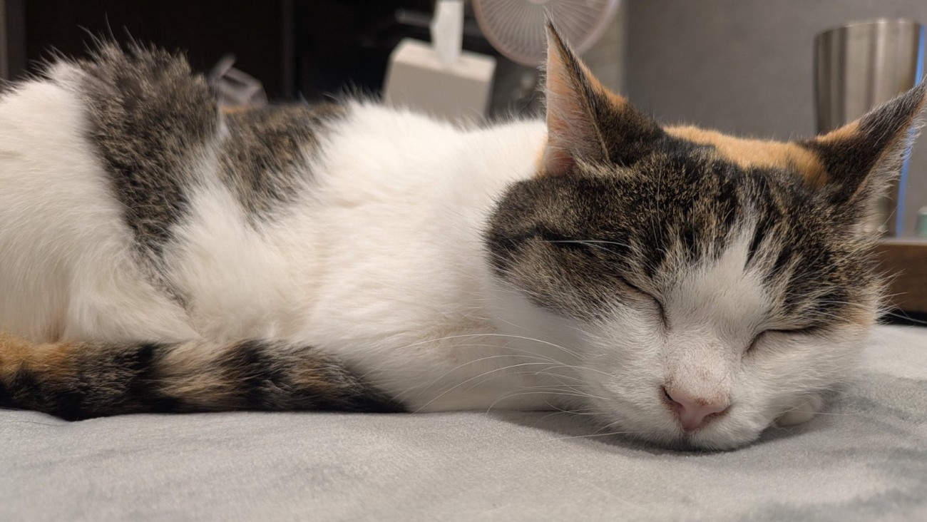 スヤスヤと眠る三毛猫