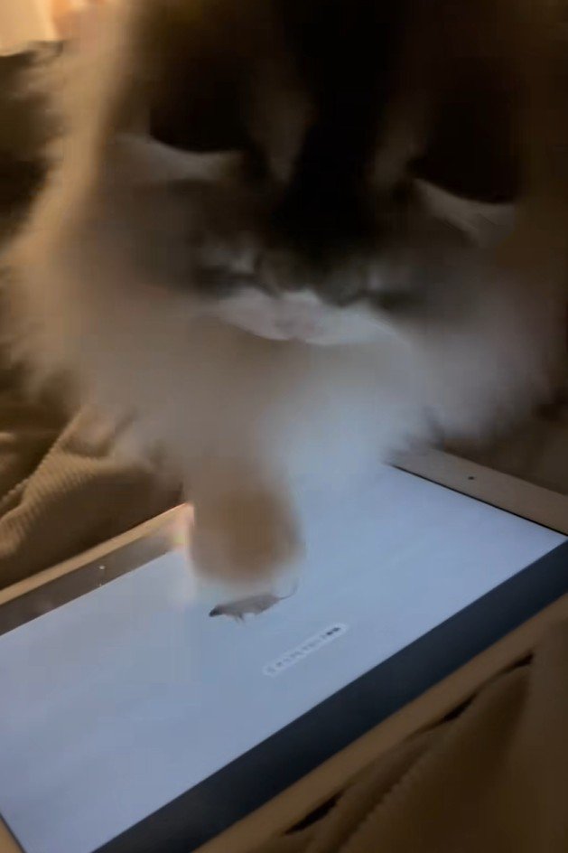 猛スピードで画面をカリカリする猫