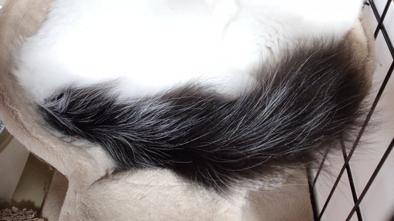 ハンモックの上に乗れている猫のしっぽと体の一部