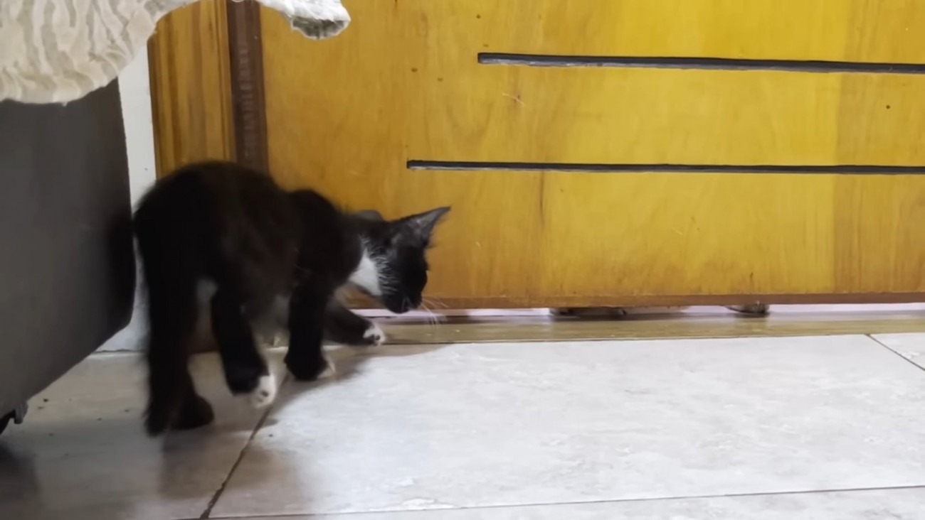 ドア下の隙間を見る子猫