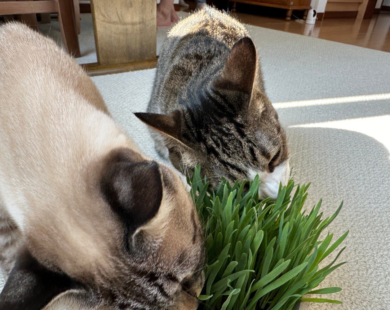 草を食べる2匹の猫1