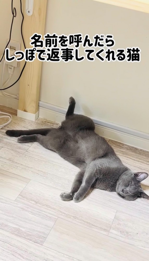 床にへそ天で寝る保護猫