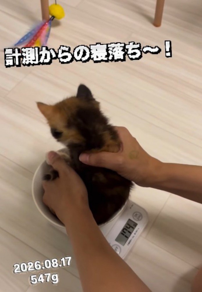 計量器の上に子猫を置く飼い主の手
