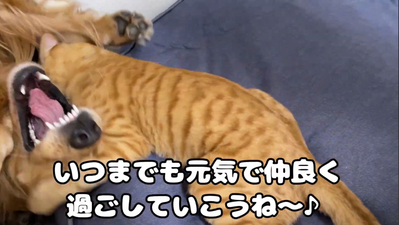 喧嘩する猫と犬