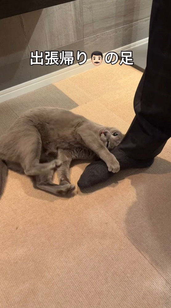 男性の足を抱きしめる猫