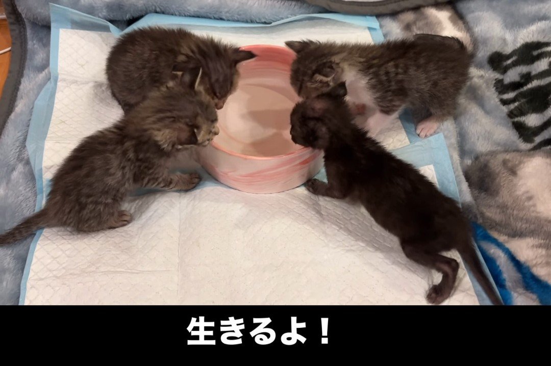 水を飲む4匹の子猫たち