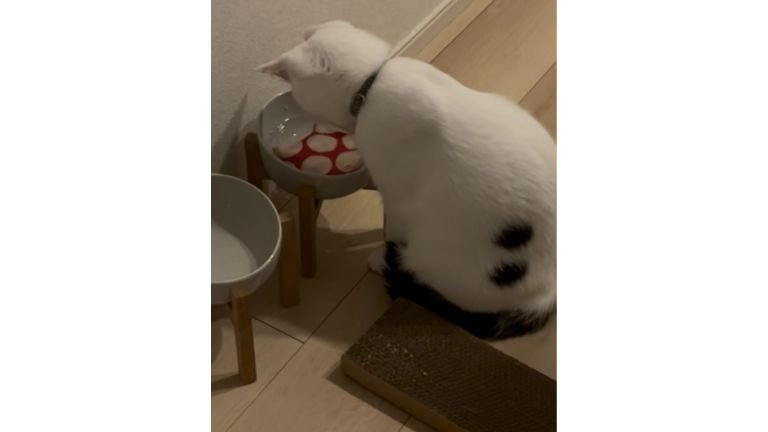猫と水に入っているコースター