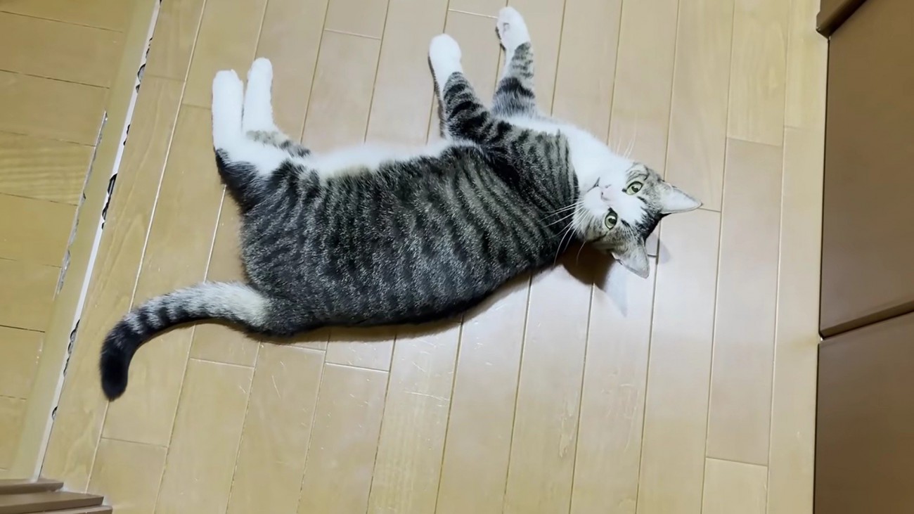 床の上に猫が寝ころびながらこちらを見ている様子
