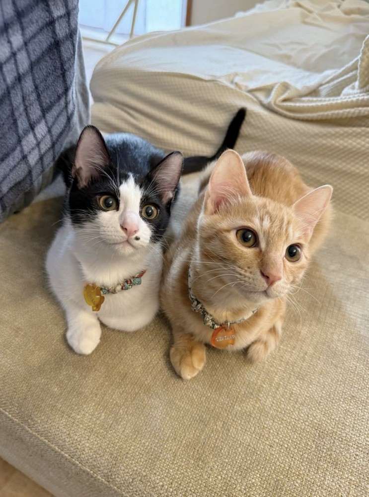 洗濯物を干す飼い主を見守る2頭の猫