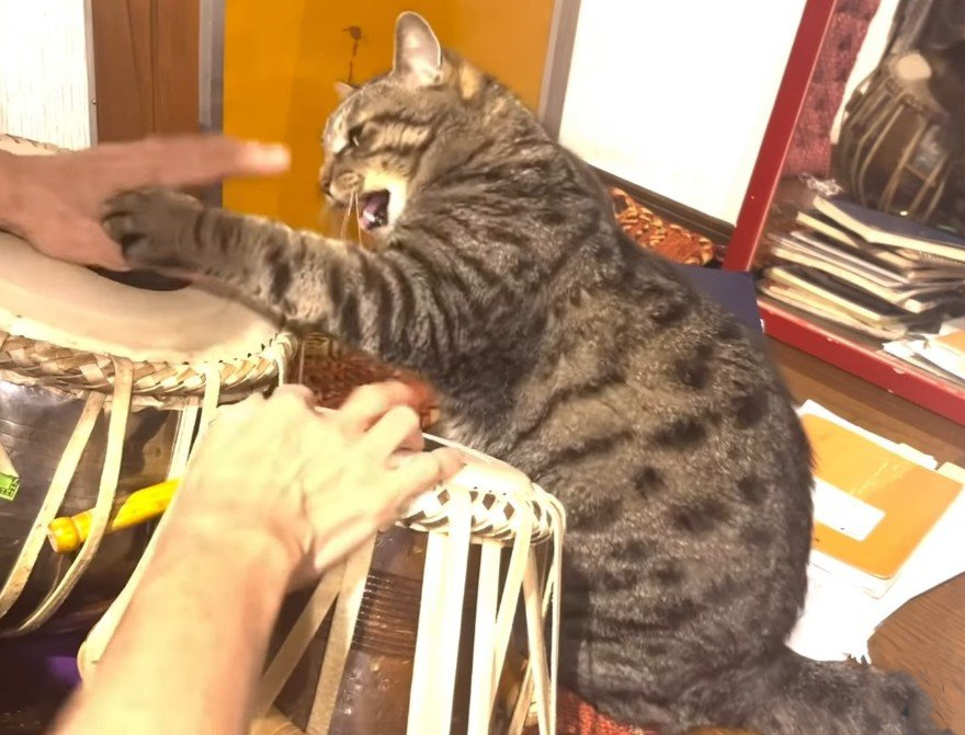 猫パンチをする猫