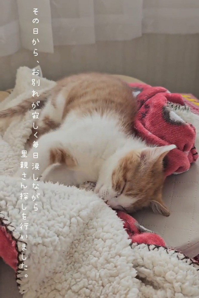 毛布を吸う子猫