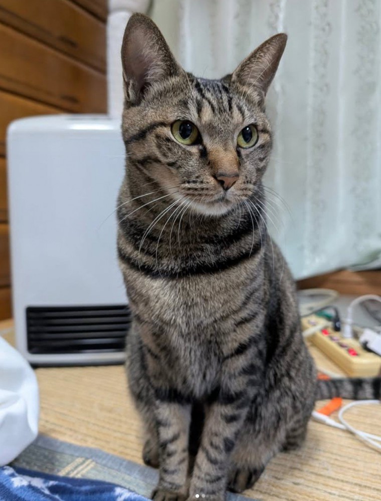 キジトラ猫が座っている