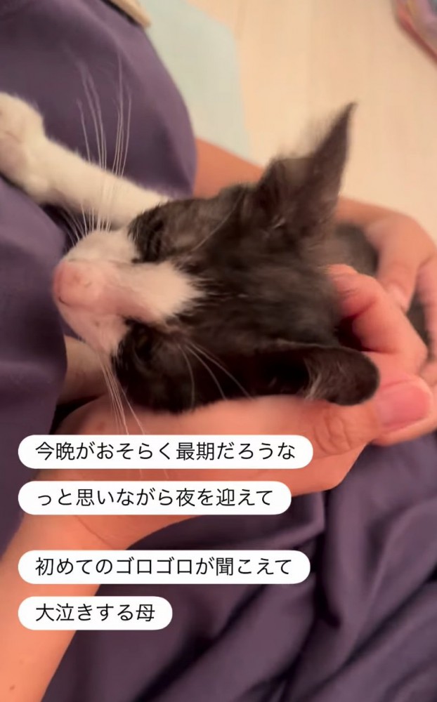 腕の中で甘える子猫