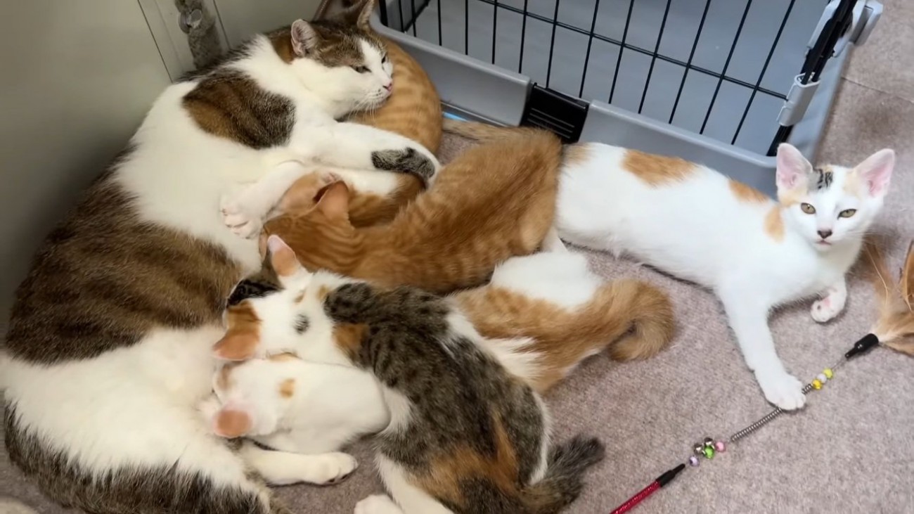 子猫たちにおっぱいをあげる保護猫