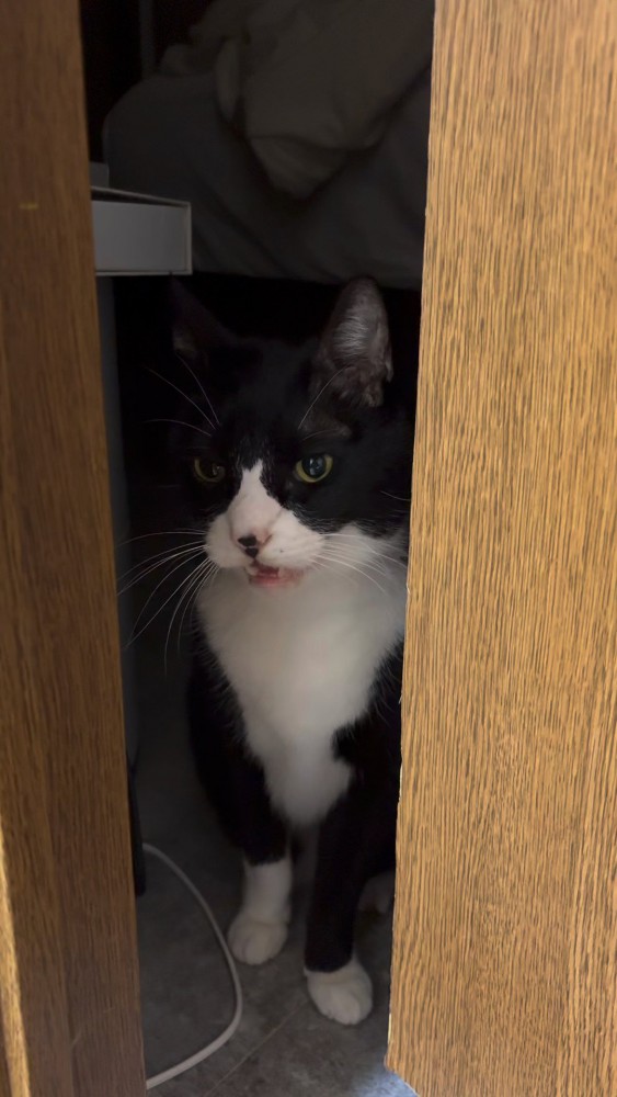 扉の横に立たずむ猫さん