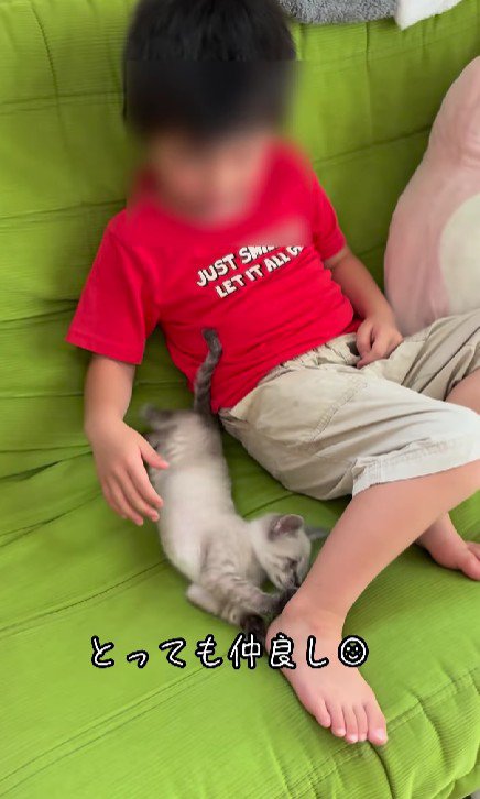 戯れる男の子と子猫