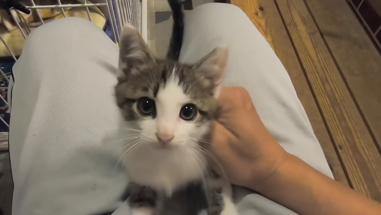 人のひざの上に乗る子猫