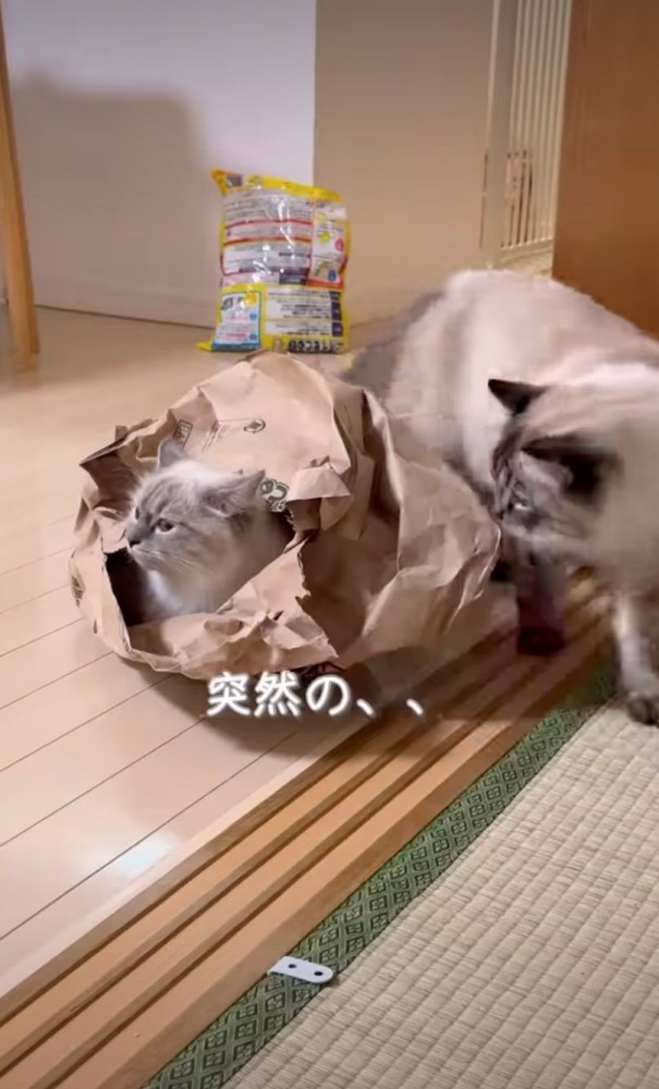 袋に入った子猫