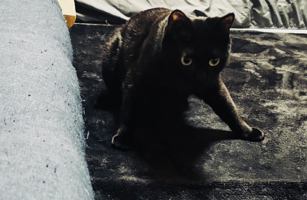 前足を踏ん張って立つ黒猫