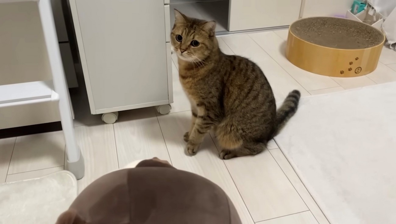 後ずさりする猫