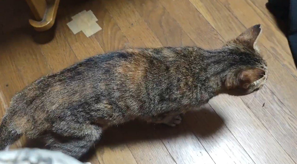 飼い主の近くを歩いて行く猫