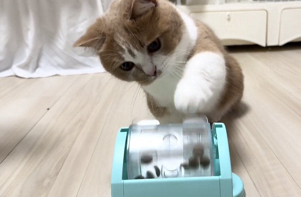 おもちゃで遊ぶ猫の写真3