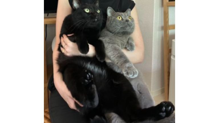 抱かれている猫