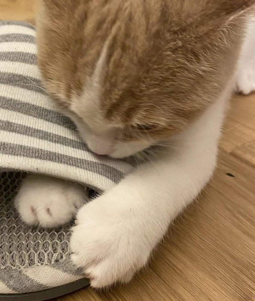スリッパの内側と外側を前足で掴む子猫