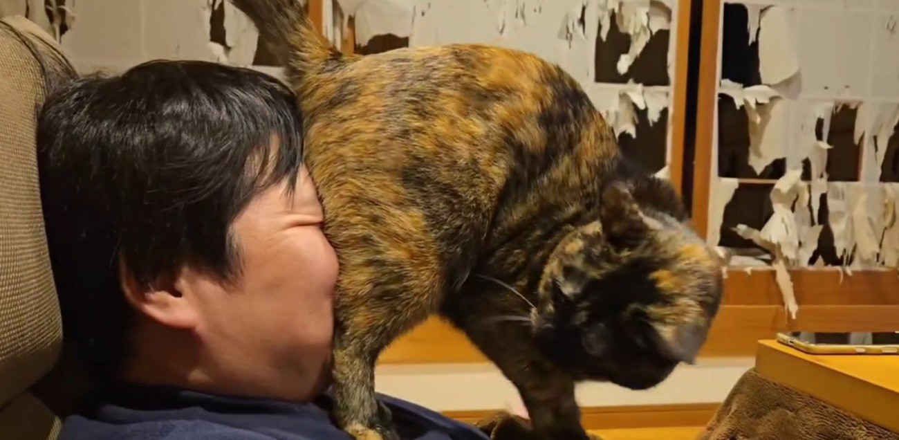 飼い主の顔におしりを押しつける猫
