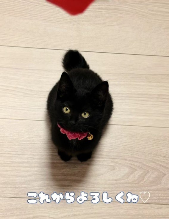 床に座り込む黒猫