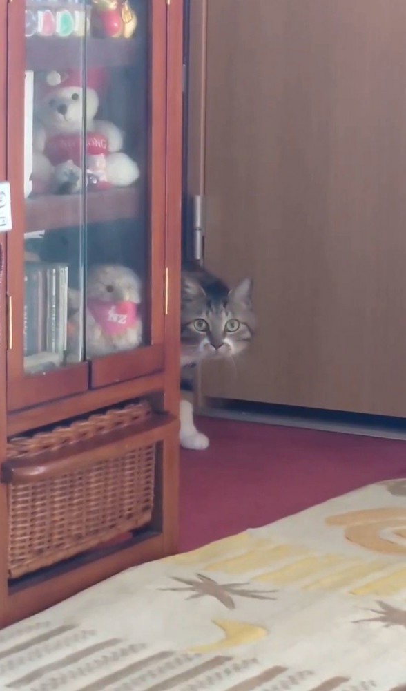 棚の陰から出てくる猫