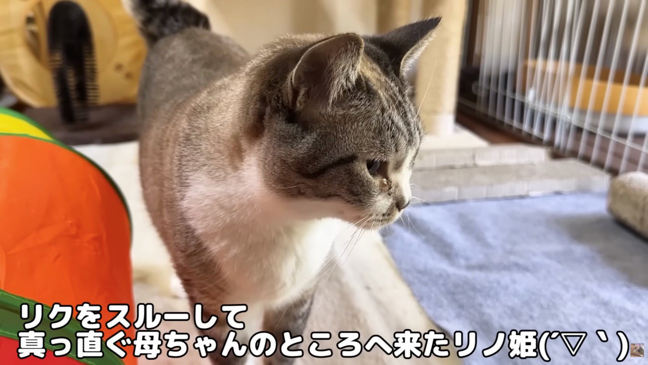 リノちゃんの紹介写真