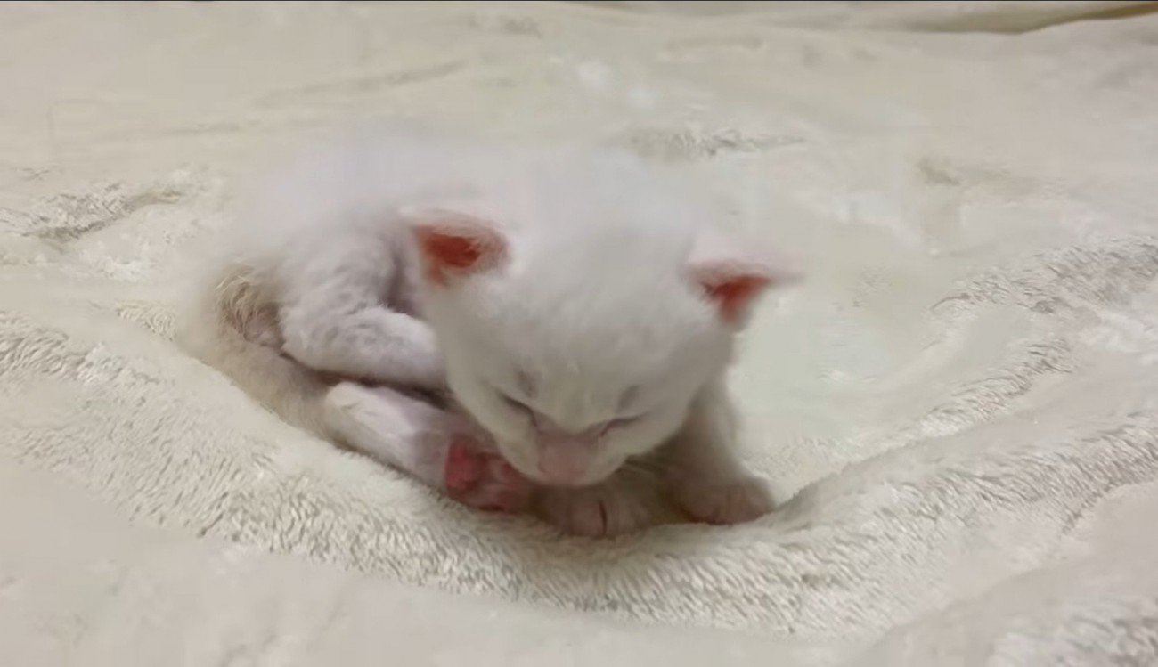 眠っている子猫