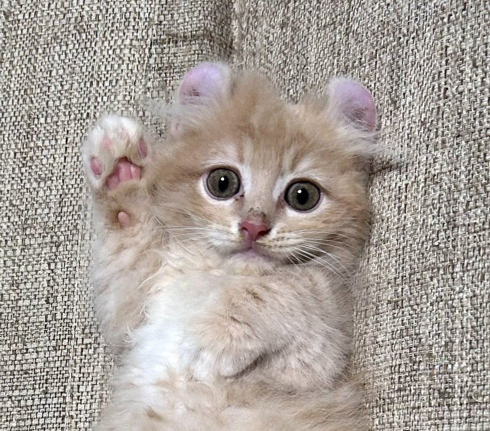 右手をあげている子猫