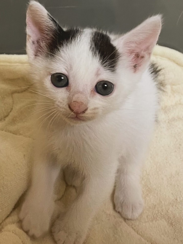 カメラ目線の小さな子猫