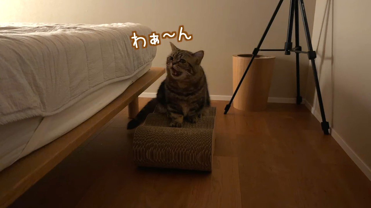 爪とぎの上でわぁ〜ん