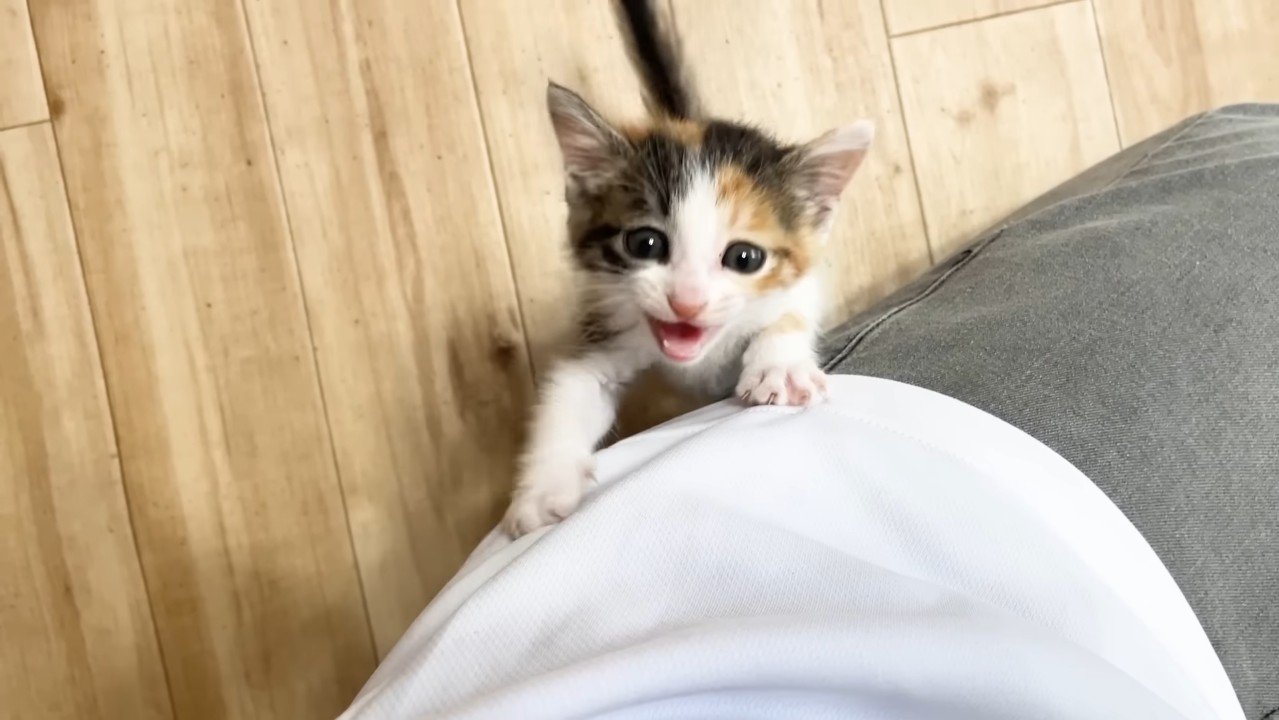掴まって鳴く子猫