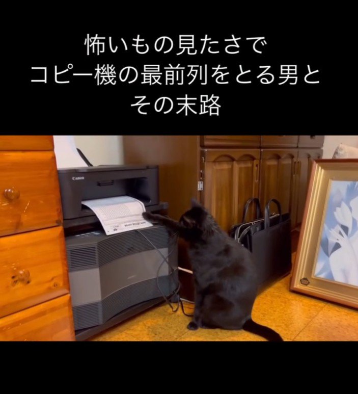 用紙を触る猫