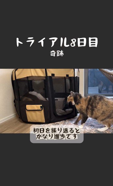 ケージの中にいる猫とそれを外から見ている猫